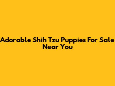 Adorable Shih Tzu Puppies For Sale Near You