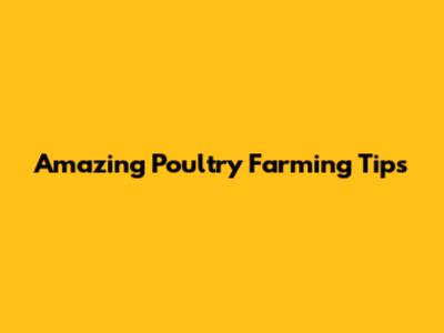 Amazing Poultry Farming Tips