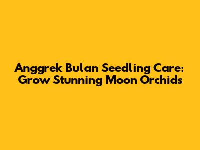 Anggrek Bulan Seedling Care: Grow Stunning Moon Orchids