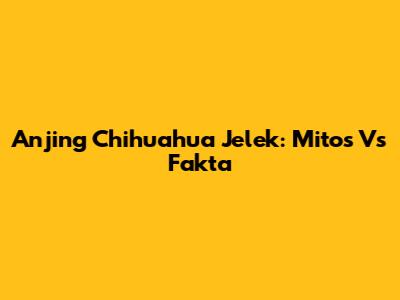 Anjing Chihuahua Jelek: Mitos Vs Fakta