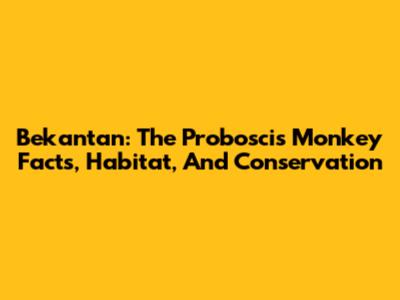 Bekantan: The Proboscis Monkey Facts, Habitat, And Conservation