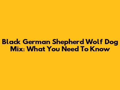 Black German Shepherd Wolf Dog Mix: What You Need To Know