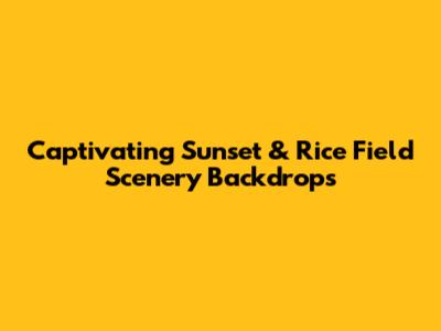 Captivating Sunset & Rice Field Scenery Backdrops