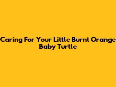 Caring For Your Little Burnt Orange Baby Turtle
