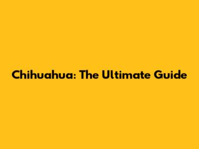 Chihuahua: The Ultimate Guide