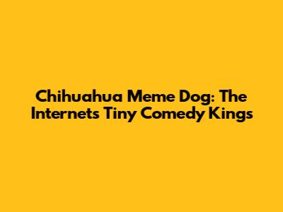Chihuahua Meme Dog: The Internet's Tiny Comedy Kings