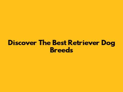 Discover The Best Retriever Dog Breeds