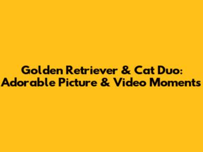 Golden Retriever & Cat Duo: Adorable Picture & Video Moments