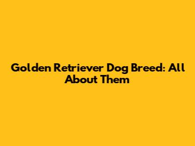 Golden Retriever Dog Breed: All About Them