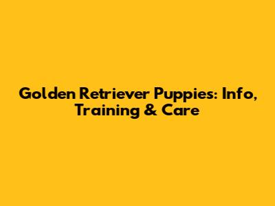 Golden Retriever Puppies: Info, Training & Care