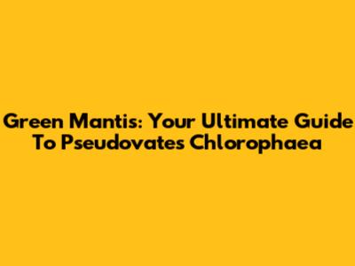 Green Mantis: Your Ultimate Guide To Pseudovates Chlorophaea