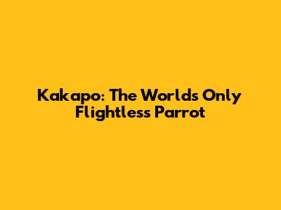 Kakapo: The World's Only Flightless Parrot