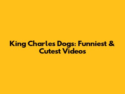 King Charles Dogs: Funniest & Cutest Videos