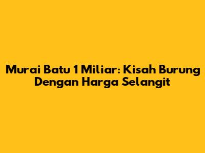Murai Batu 1 Miliar: Kisah Burung Dengan Harga Selangit