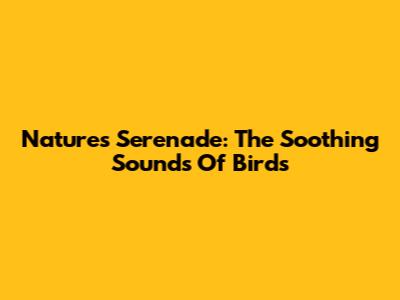 Nature's Serenade: The Soothing Sounds Of Birds