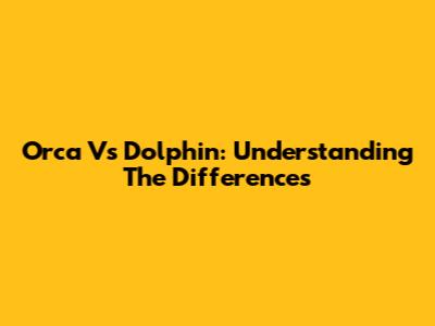 Orca Vs Dolphin: Understanding The Differences