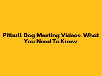 Pitbull Dog Meeting Videos: What You Need To Know