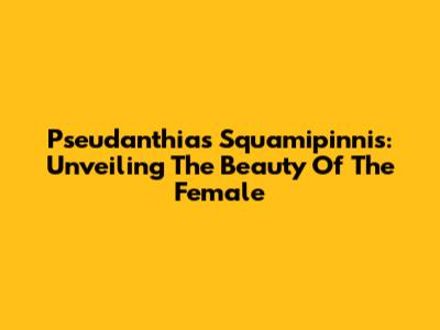 Pseudanthias Squamipinnis: Unveiling The Beauty Of The Female