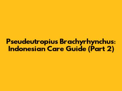 Pseudeutropius Brachyrhynchus: Indonesian Care Guide (Part 2)