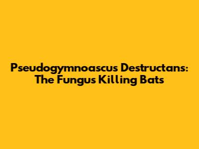 Pseudogymnoascus Destructans: The Fungus Killing Bats