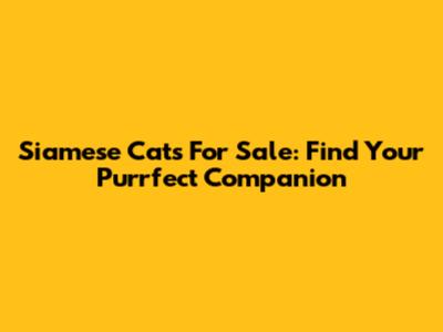 Siamese Cats For Sale: Find Your Purrfect Companion
