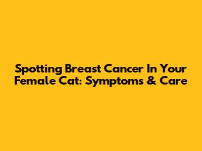 Spotting Breast Cancer In Your Female Cat: Symptoms & Care