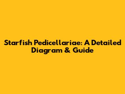 Starfish Pedicellariae: A Detailed Diagram & Guide