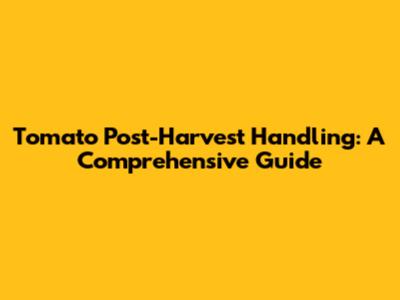 Tomato Post-Harvest Handling: A Comprehensive Guide