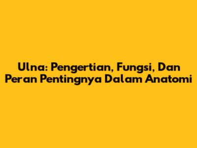 Ulna: Pengertian, Fungsi, Dan Peran Pentingnya Dalam Anatomi