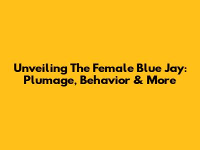 Unveiling The Female Blue Jay: Plumage, Behavior & More