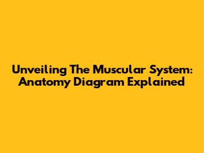 Unveiling The Muscular System: Anatomy Diagram Explained