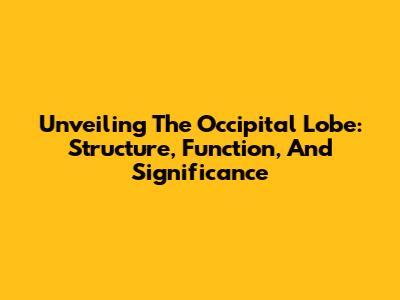 Unveiling The Occipital Lobe: Structure, Function, And Significance