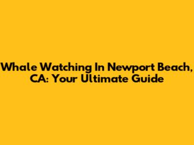Whale Watching In Newport Beach, CA: Your Ultimate Guide