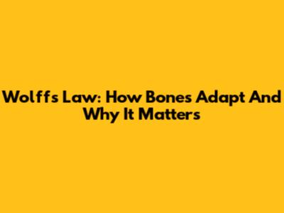 Wolff's Law: How Bones Adapt And Why It Matters